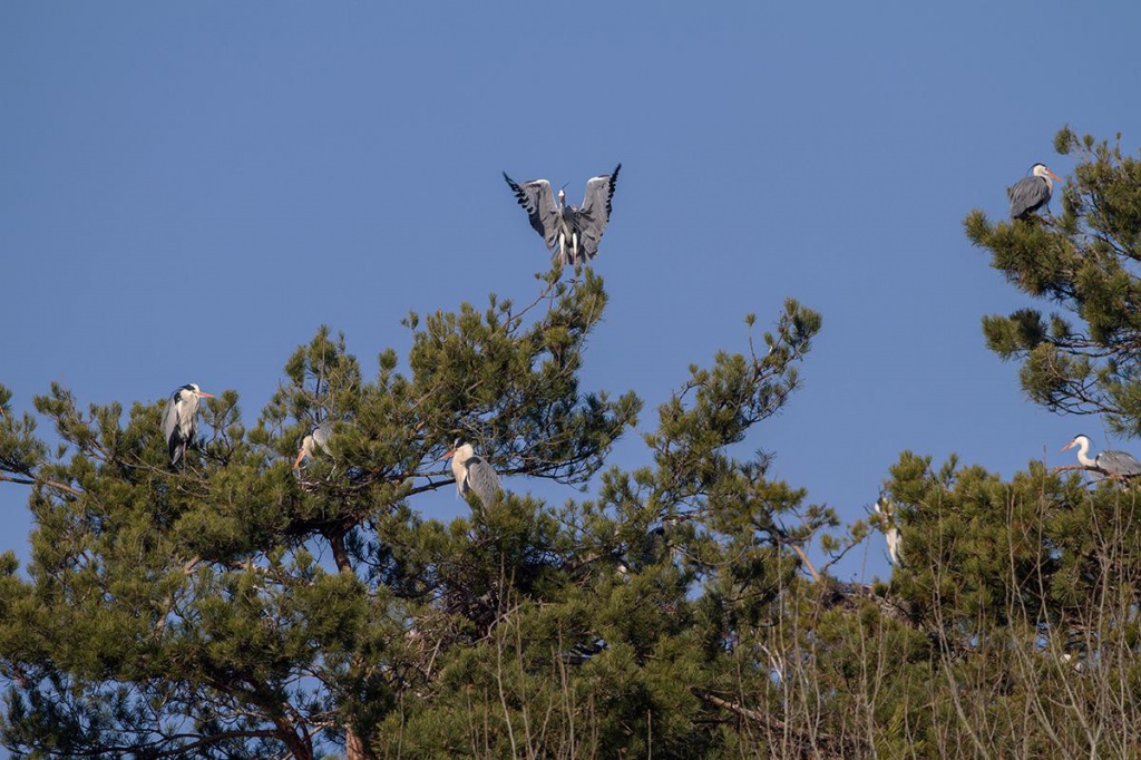 ����: �. �������